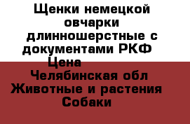 Щенки немецкой овчарки длинношерстные с документами РКФ › Цена ­ 20 000 - Челябинская обл. Животные и растения » Собаки   